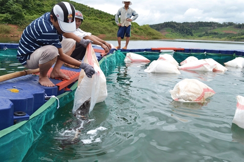 Gia Lai: Tìm đầu ra cho cá tầm thương phẩm