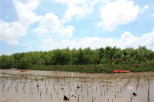 Hiệu quả từ mô hình đồng quản lý rừng ngập mặn ven biển ở Sóc Trăng