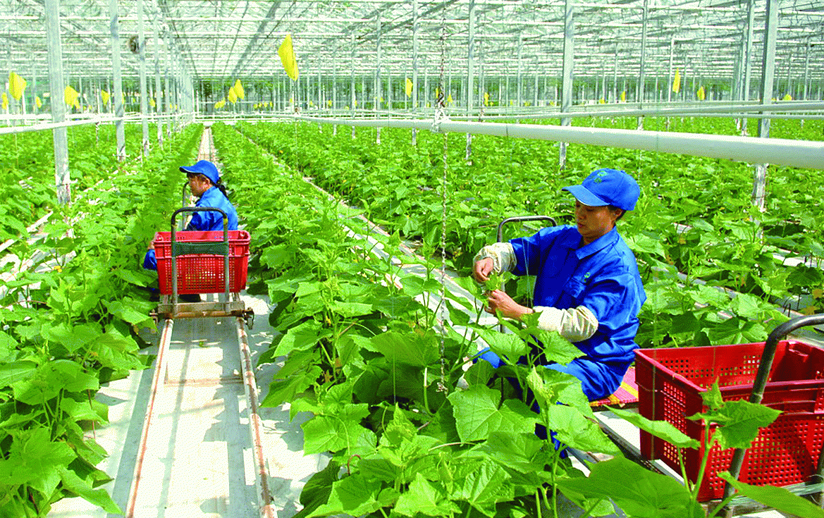 着力提高越南的农业效率