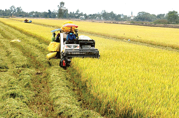 越南实施可持续农业转型项目成效显著