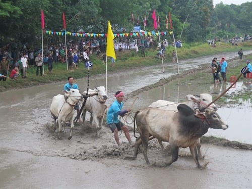 Tưng bừng đua bò truyền thống vùng Bảy Núi năm 2015