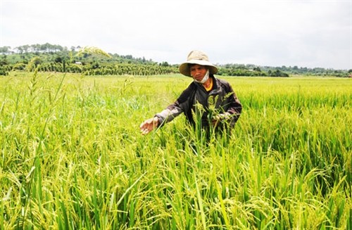 Đắk Nông đưa công nghệ sinh học vào sản xuất nông nghiệp