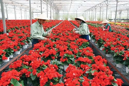 Phát triển nông nghiệp công nghệ cao ở Lâm Đồng