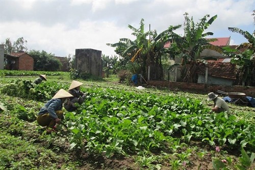 Gia Lai: Từ phong trào nông dân thi đua sản xuất kinh doanh giỏi