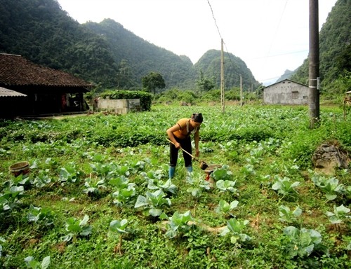 Thái Học mở rộng vùng trồng rau an toàn