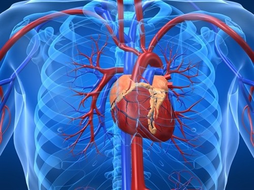 Phương pháp mới giúp nhận dạng tế bào gốc chữa bệnh tim