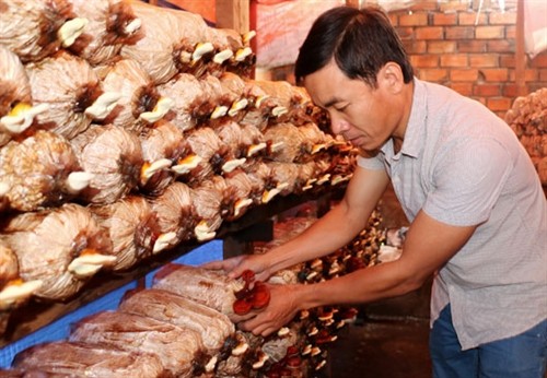 Nguyễn Kim Bình thành công với mô hình trồng nấm linh chi