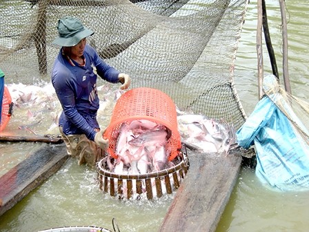 Cần Thơ: Giữ vững sản lượng, nâng cao chất lượng nông sản