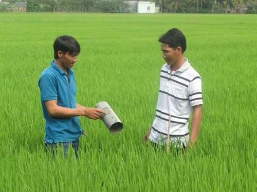 Giúp cây lúa thích ứng với biến đổi khí hậu vùng Đồng bằng sông Cửu Long