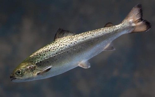 Cá hồi biến đổi gen đầu tiên được chứng nhận an toàn ở Mỹ