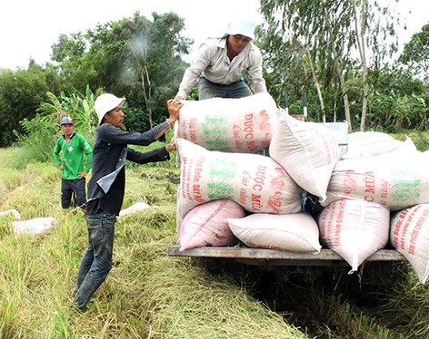 Hậu Giang ứng dụng kỹ thuật canh tác tiên tiến - hiệu quả kép