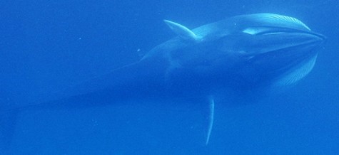 Lộ diện loài cá voi bí ẩn nhất thế giới