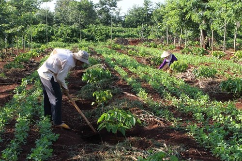 Đắk Lắk tập trung trồng tái canh diện tích cà phê già cỗi