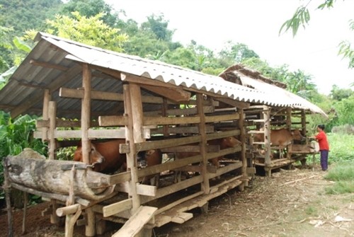 Hồng Việt chuyển dịch cơ cấu cây trồng, vật nuôi