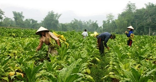 Cao Bằng phát triển nông nghiệp theo hướng liên kết “4 nhà”