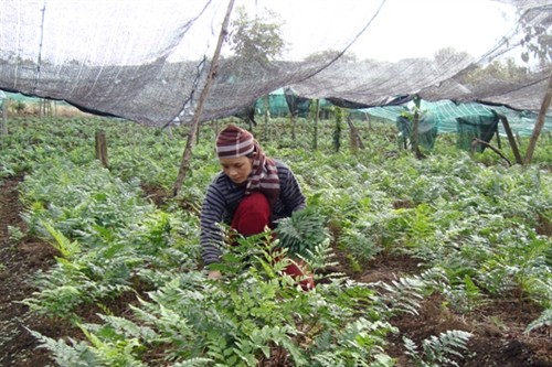 Nhiều nông dân ở Đắk R’moan chuyển đổi cây trồng, nâng cao thu nhập