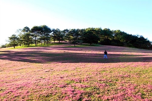 Quyến rũ cỏ hồng Đà Lạt