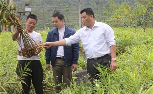 Gừng trâu - cây xoá nghèo mới của vùng Lục Khu Hà Quảng