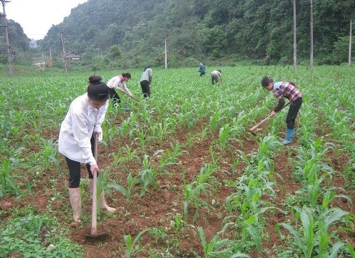 Cao Bằng: Huyện Thạch An nỗ lực giúp dân giảm nghèo