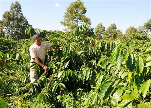 Sản xuất nông nghiệp theo hướng công nghệ cao ở Đắk Mil: Nông dân tích cực vào cuộc