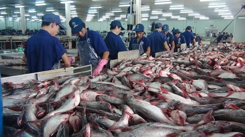 Sửa đổi quy định nuôi, chế biến và xuất khẩu cá tra 