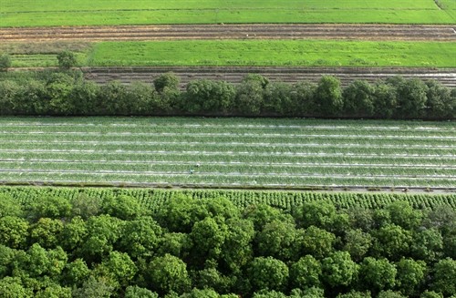 Năm 2016, chuyển đổi gần 100 ngàn ha đất lúa sang trồng một số loại cây khác
