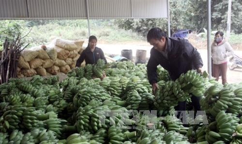 Cây chuối xóa đói giảm nghèo ở xã vùng sâu Kiến Thiết