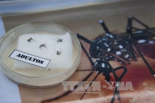 Virus Zika đã lây lan sang nhiều nước