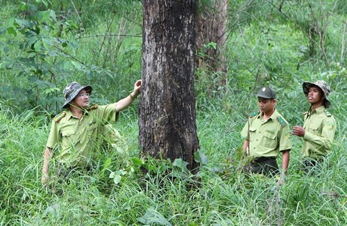Lực lượng kiểm lâm Vườn Quốc gia Yok Đôn tích cực tuần tra bảo vệ rừng