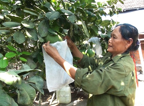 Khánh Hòa dành hơn 48 tỷ đồng hỗ trợ nông dân chuyển đổi cây trồng tránh hạn 