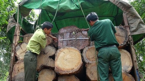 Khởi tố vụ án "Vi phạm các quy định về khai thác và bảo vệ rừng" ở huyện Ia Grai
