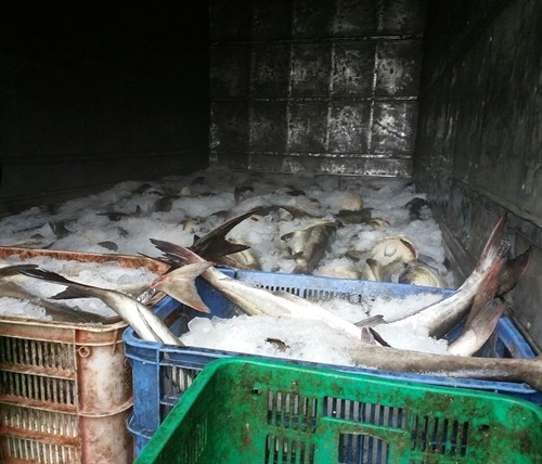Cá lồng bè ở xã đảo Long Sơn lại chết hàng loạt
