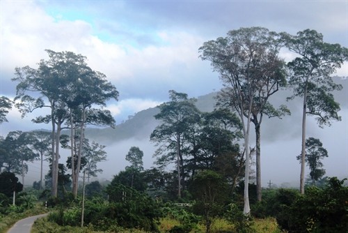 Vườn quốc gia Phước Bình – điểm đến hấp hẫn của Ninh Thuận