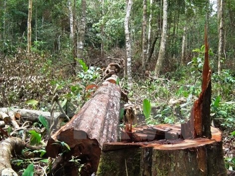 Đắk Nông vẫn còn tồn tại 4  "điểm nóng" chặt phá rừng