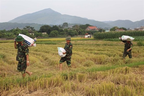 Chạy đua với bão số 7, Quảng Ninh huy động lực lượng giúp dân thu hoạch lúa mùa