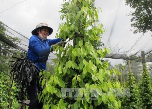 Gia Lai có gần 60.000 hộ nông dân sản xuất kinh doanh giỏi