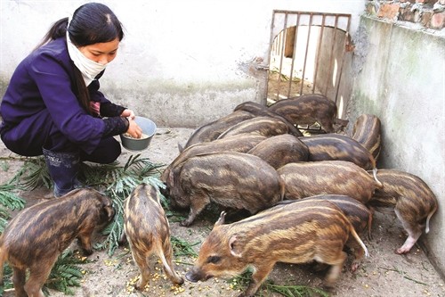 Kinh nghiệm nuôi lợn rừng lai