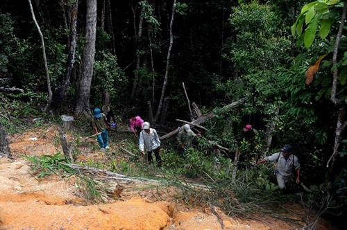 Ban Quản lý rừng phòng hộ Vân Canh làm tốt công tác quản lý, bảo vệ và phát triển rừng