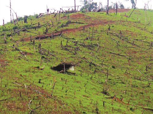 Hãy cứu lấy những cánh rừng Điện Biên