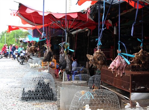 Tiềm ẩn nguy cơ dịch bệnh ở chợ chim trời lớn nhất miền Tây