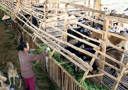 Hội Nông dân tỉnh Bắc Giang hỗ trợ nông dân phát triển kinh tế