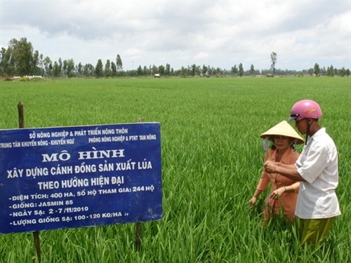 Khó khăn tiêu thụ lúa gạo ở đồng bằng sông Cửu Long