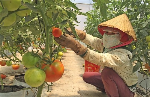 Giá cà chua ở Lâm Đồng tăng cao kỷ lục
