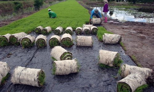 Mô hình gieo mạ thảm tiết nước và giống cho vụ đông xuân