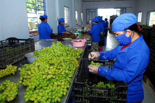 Ninh Thuận hướng đến phát triển cây nho bền vững