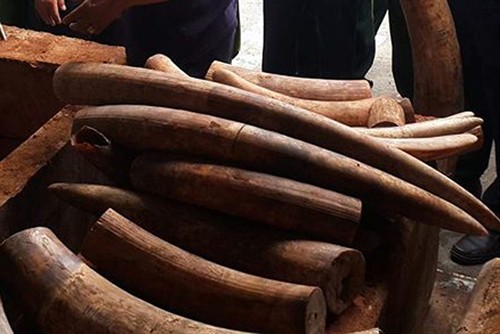 Tp. Hồ Chí Minh: Bắt giữ hơn 2 tấn ngà voi nhập lậu qua cảng Cát Lái