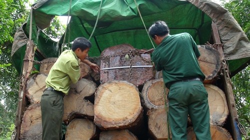 Phát hiện vụ vận chuyển gỗ lậu lớn ở Gia Lai