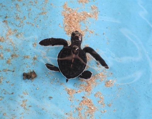 Vườn quốc gia Núi Chúa cứu hộ, thả hơn 900 rùa con về biển