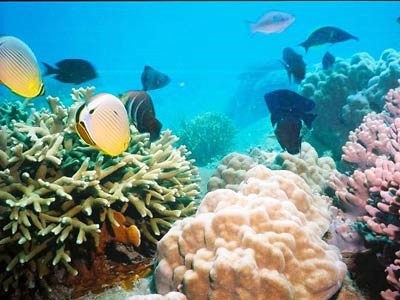 Phát triển bền vững biển, đảo Việt Nam: Bảo tồn đa dạng sinh học ở vùng biển Phú Quốc