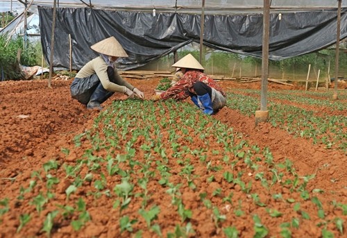 Lâm Đồng chuẩn bị đủ hoa cho Tết Nguyên đán 2017 